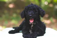 Tomato, a male Bernedoodle for sale in Lakeview, AL – 3 of 9