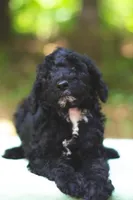 Tomato, a male Bernedoodle for sale in Lakeview, AL – 8 of 9
