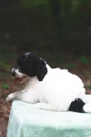 Radish, a female Bernedoodle for sale in Lakeview, AL – 4 of 9