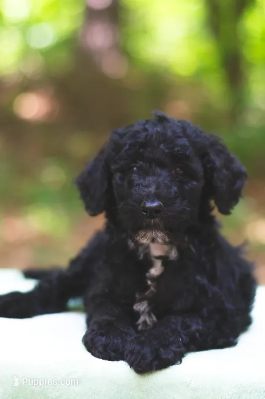 Tomato – Bernedoodle puppy for sale in Lakeview, AL