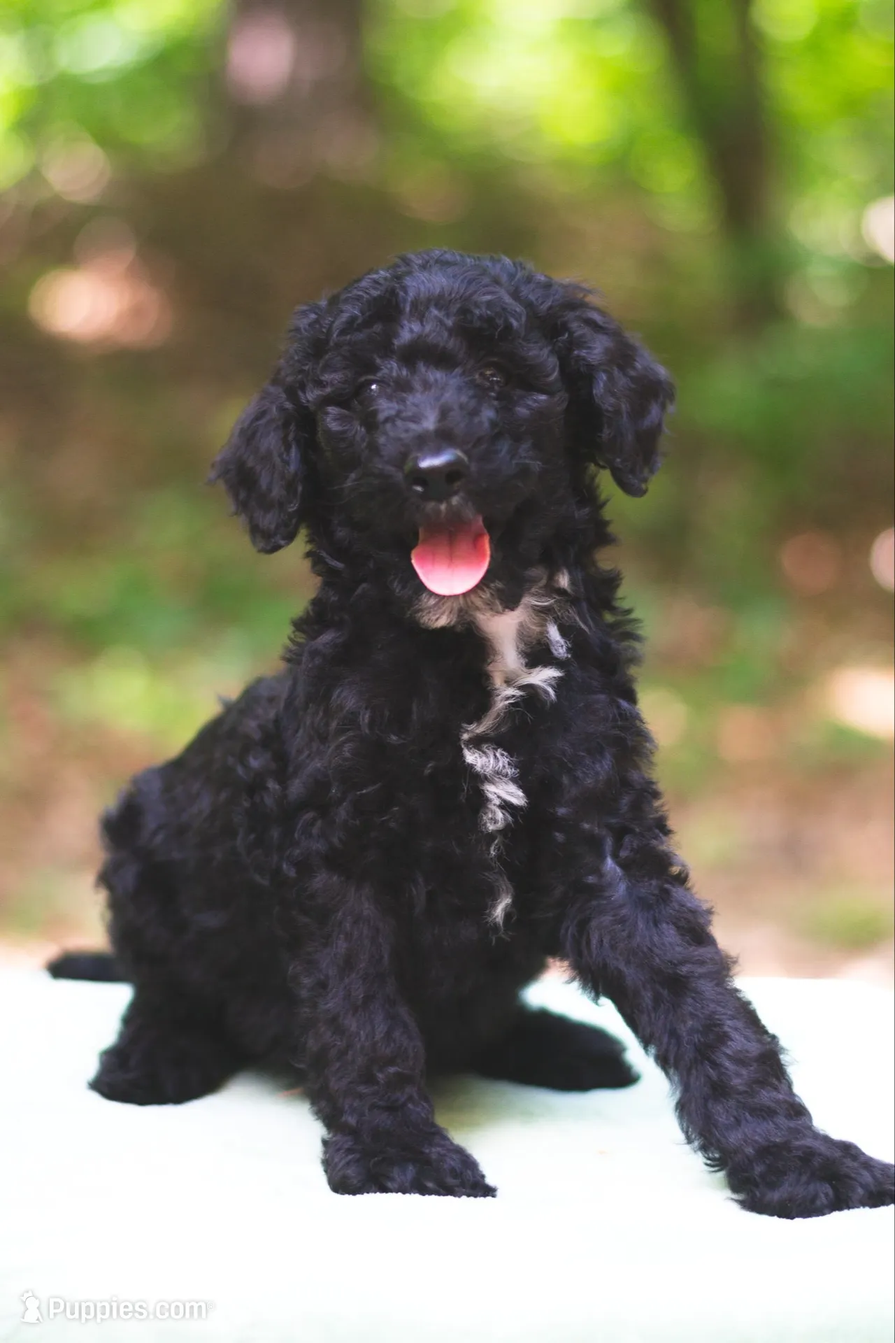 Tomato, a male Bernedoodle for sale in Lakeview, AL – 2 of 9