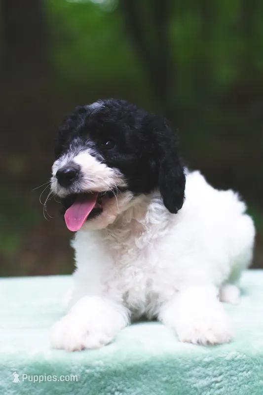 Radish – Bernedoodle puppy for sale in Lakeview, AL