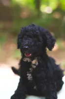 Tomato, a male Bernedoodle for sale in Lakeview, AL – 7 of 9