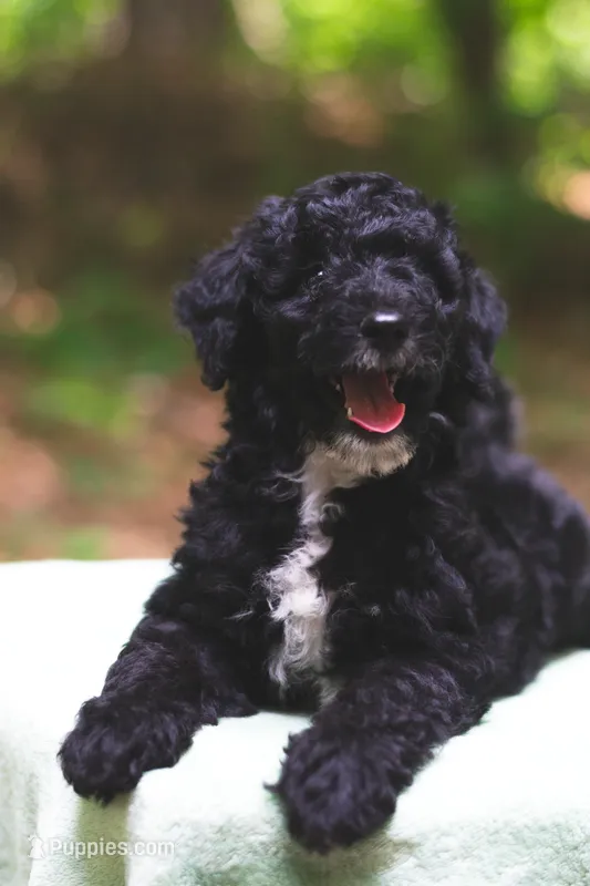 Balsamic  – Bernedoodle puppy on hold in Lakeview, AL