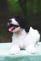 Radish, a female Bernedoodle for sale in Lakeview, AL – 5 of 9