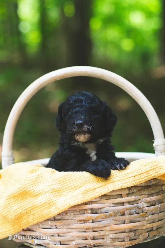 Balsamic  – Bernedoodle puppy for sale in Lakeview, AL