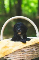 Balsamic , a female Bernedoodle for sale in Lakeview, AL – 1 of 1