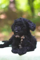 Tomato, a male Bernedoodle for sale in Lakeview, AL – 4 of 9