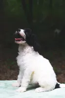 Radish, a female Bernedoodle for sale in Lakeview, AL – 6 of 9
