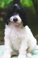 Radish, a female Bernedoodle for sale in Lakeview, AL – 3 of 9