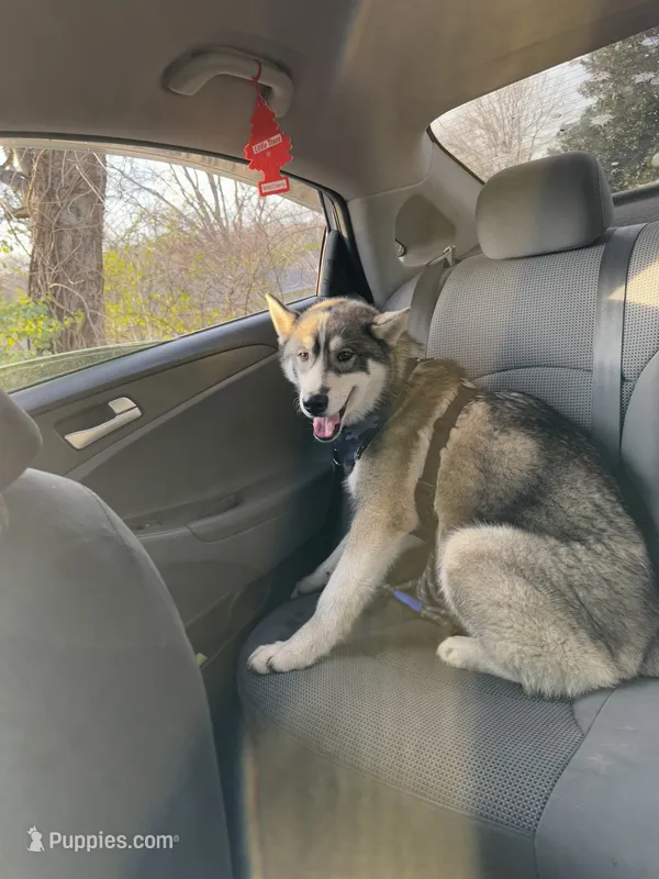 Ace – Siberian Husky puppy for sale in Knoxville, TN