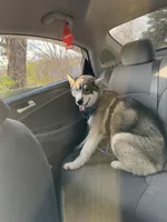 Ace, a male Siberian Husky for sale in Knoxville, TN – 1 of 2
