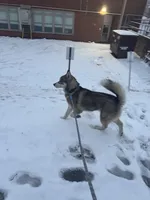 Ace, a male Siberian Husky for sale in Knoxville, TN – 2 of 2