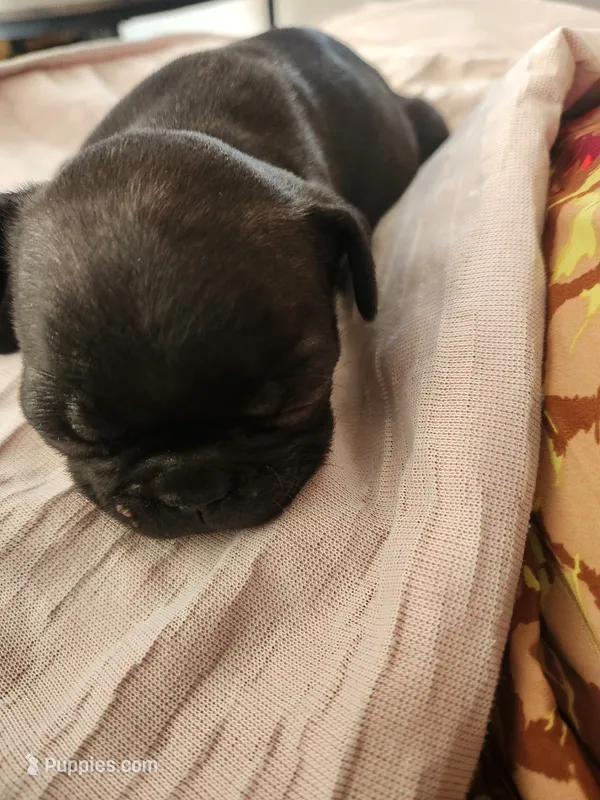 Hershy – French Bulldog puppy for sale in Post Falls, ID