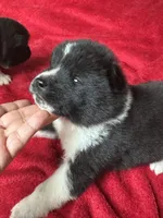Felix, a male Akita for sale in Nashville, IN – 2 of 10
