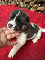 Skye, a female Akita for sale in Nashville, IN – 4 of 10