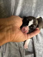 Astro , a male Akita for sale in Nashville, IN – 3 of 10