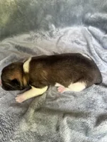  Nova, a female Akita for sale in Nashville, IN – 9 of 10