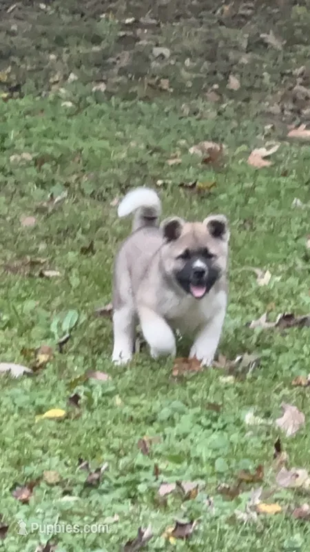 Halo – Akita puppy for sale in Nashville, IN
