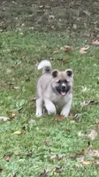 Halo, a female Akita for sale in Nashville, IN – 1 of 10