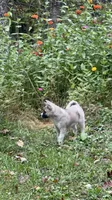 Aurora , a female Akita for sale in Nashville, IN – 8 of 10