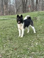 July 24, a  Akita for sale in Nashville, IN – 6 of 10