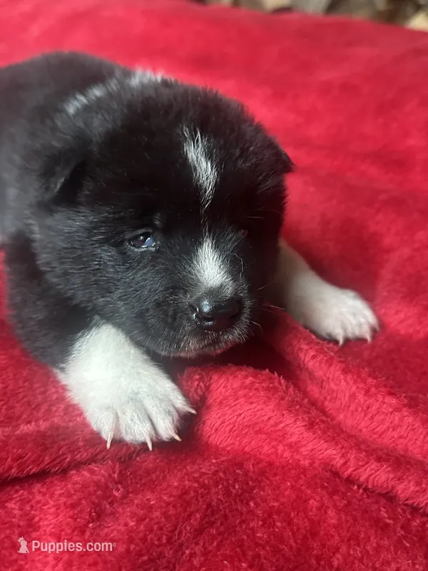Felix – Akita puppy for sale in Nashville, IN