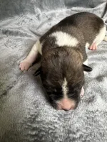  Nova, a female Akita for sale in Nashville, IN – 5 of 10