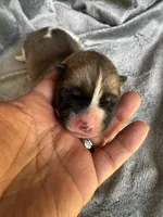Aurora , a female Akita for sale in Nashville, IN – 3 of 10