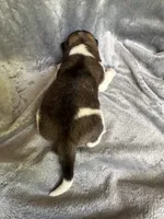  Nova, a female Akita for sale in Nashville, IN – 8 of 10