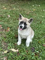 Aurora , a female Akita for sale in Nashville, IN – 7 of 10
