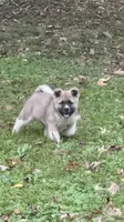 Halo, a female Akita for sale in Nashville, IN – 5 of 10