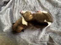 Aurora , a female Akita for sale in Nashville, IN – 7 of 10