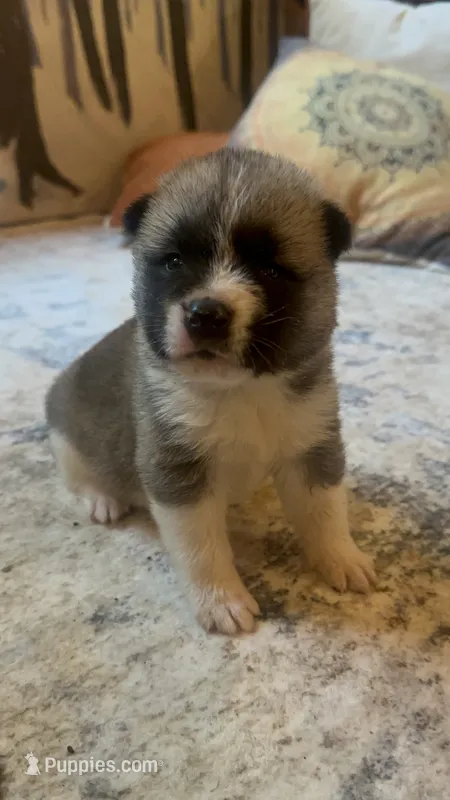 Aurora  – Akita puppy for sale in Nashville, IN