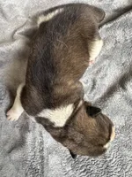  Nova, a female Akita for sale in Nashville, IN – 4 of 10