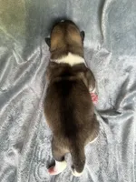 Astro , a male Akita for sale in Nashville, IN – 5 of 10