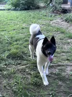 July 24, a  Akita for sale in Nashville, IN – 7 of 10