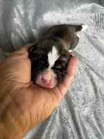 Astro , a male Akita for sale in Nashville, IN – 1 of 10