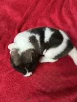 Skye, a female Akita for sale in Nashville, IN – 6 of 10