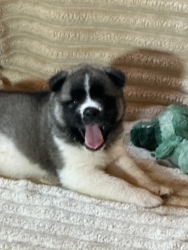  Nova – Akita puppy for sale in Nashville, IN