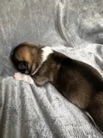 Astro , a male Akita for sale in Nashville, IN – 10 of 10