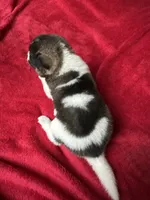 Skye, a female Akita for sale in Nashville, IN – 5 of 10