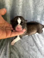 Astro , a male Akita for sale in Nashville, IN – 2 of 10
