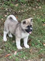 Halo, a female Akita for sale in Nashville, IN – 8 of 10