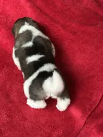 Skye, a female Akita for sale in Nashville, IN – 9 of 10