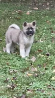 Halo, a female Akita for sale in Nashville, IN – 3 of 10