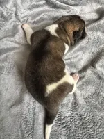  Nova, a female Akita for sale in Nashville, IN – 10 of 10