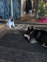 July 24, a  Akita for sale in Nashville, IN – 10 of 10