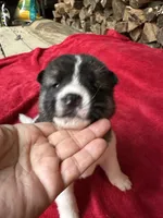 Skye, a female Akita for sale in Nashville, IN – 3 of 10