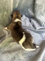 Aurora , a female Akita for sale in Nashville, IN – 5 of 10